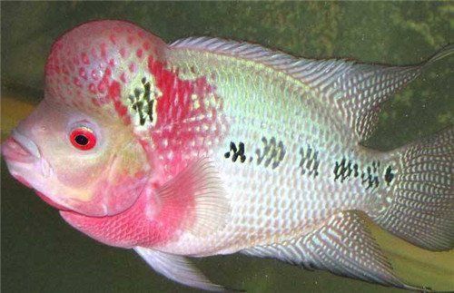 羅漢魚價(jià)位表