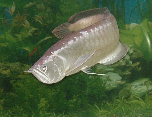 家里養銀龍魚養幾條最好吉利（家里養銀龍魚的最佳數量是多少？）