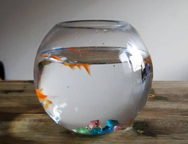 藍面財神魚和紅財魚哪個更吉利