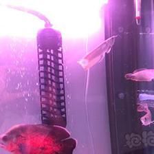 頂級龍魚缸品牌有哪些（2024年頂級龍魚缸品牌排行榜）