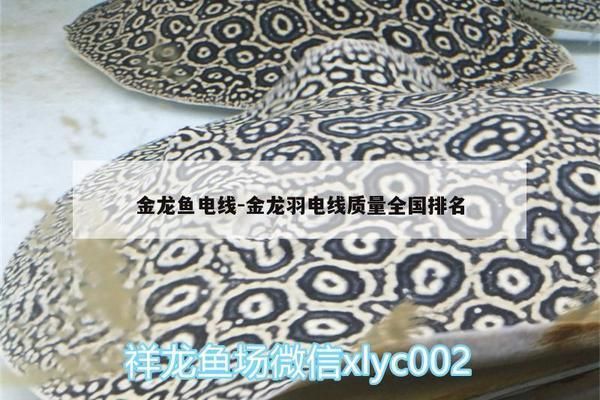 金龍魚電纜屬于什么檔次，金龍魚電纜市場(chǎng)定位解析：金龍魚電纜屬于什么檔次