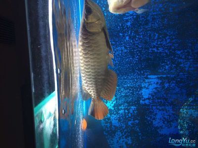 龍魚批發(fā)市場營業(yè)時間是幾點到幾點：龍魚批發(fā)市場及其營業(yè)時間是幾點到幾點到幾點到幾點