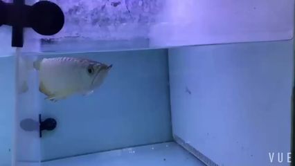 龍魚批發(fā)市場營業(yè)時間是幾點到幾點：龍魚批發(fā)市場及其營業(yè)時間是幾點到幾點到幾點到幾點