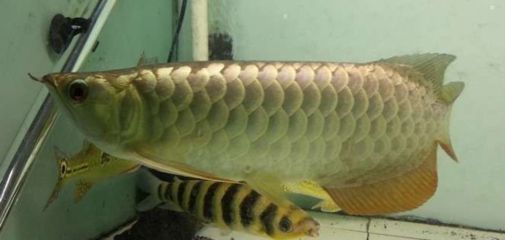 小過(guò)背金龍魚背部全亮嗎：小過(guò)背金龍魚背部全亮的情況并不常見(jiàn)