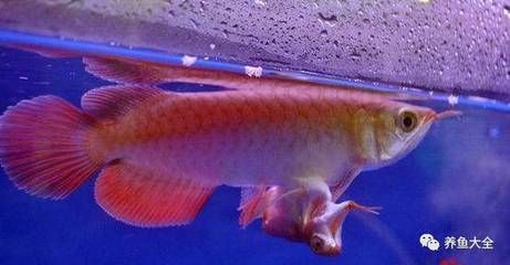 龍魚(yú)養(yǎng)殖ph值：龍魚(yú)養(yǎng)殖時(shí)適宜的ph值范圍及其管理方法