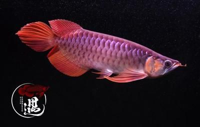 紅龍魚溫度29還是30度好養（紅龍魚水溫多少度最好紅龍魚水溫多少合適）