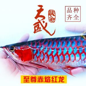 新手如何選擇龍魚幼苗：360doc個人圖書館[2019-09-06]06]06]06]3