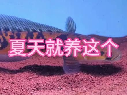 廣州雷龍魚(yú)店鋪