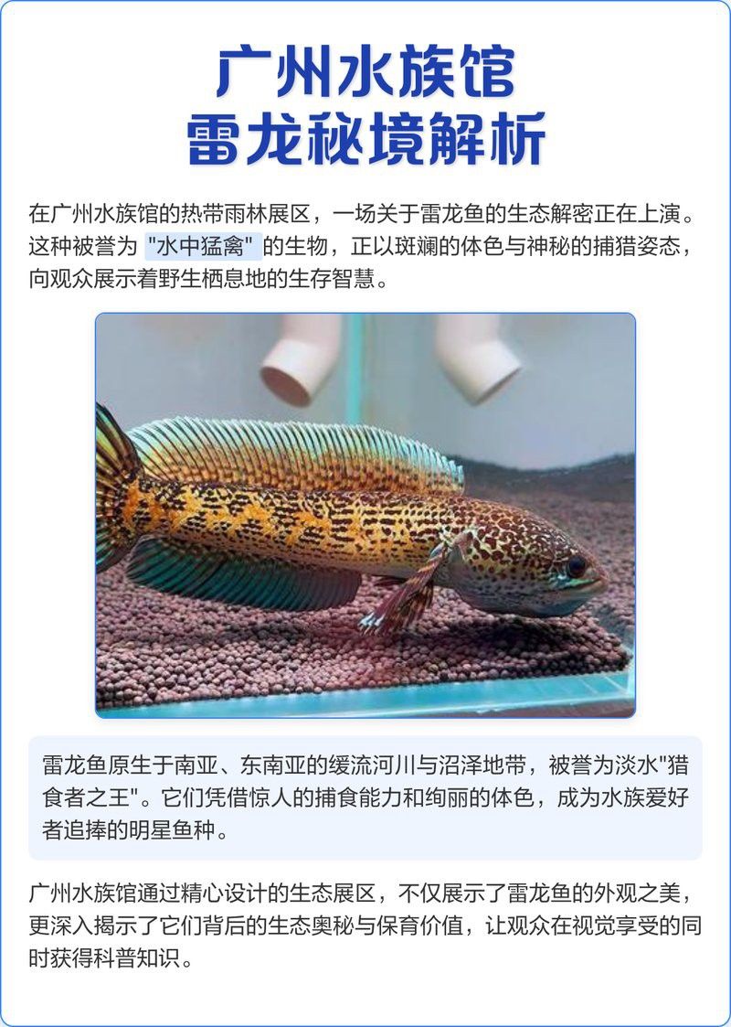 廣州雷龍魚(yú)店鋪