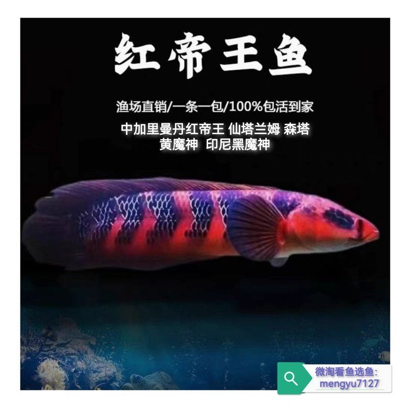 廣州雷龍魚(yú)店鋪