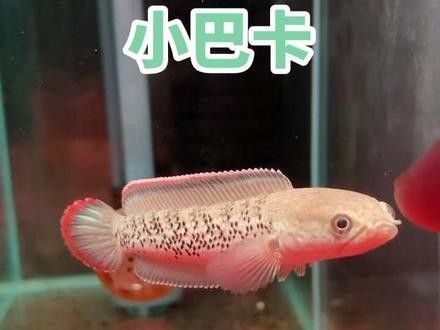 廣州雷龍魚(yú)店鋪