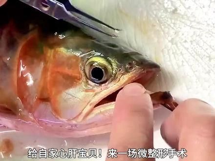 龍魚眼手術多少錢能做