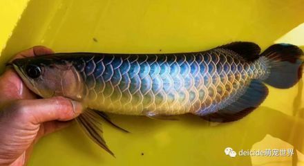龍魚品質(zhì)如何鑒別的好壞