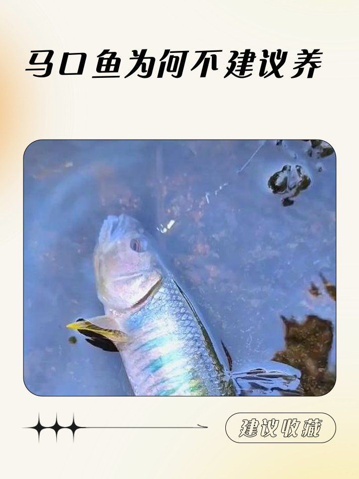馬口魚(yú)為何不建議養(yǎng)