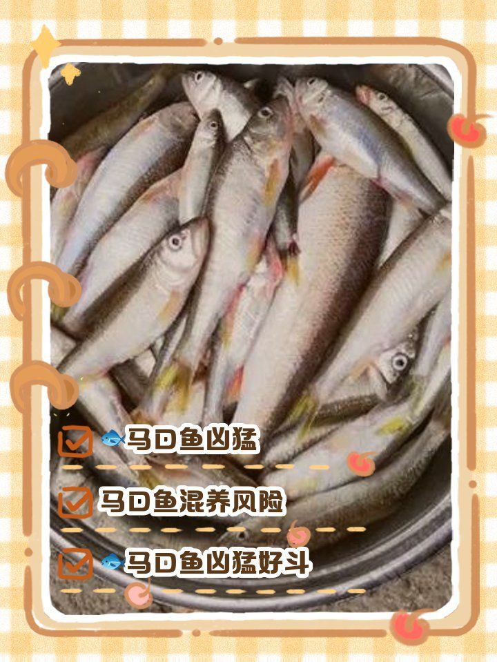 馬口魚(yú)為何不建議養(yǎng)