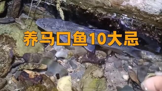 馬口魚(yú)為何不建議養(yǎng)