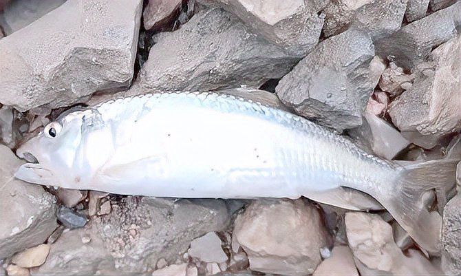 馬口魚(yú)為何不建議養(yǎng)