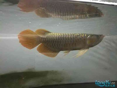 養龍魚溫度多少合適呢：養龍魚時合適的水溫至關重要根據不同品種的適應能力
