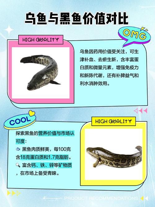 烏魚和龍魚區別圖片大全