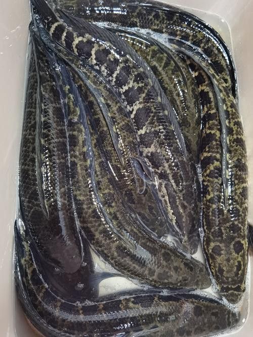 烏魚和龍魚區別圖片大全