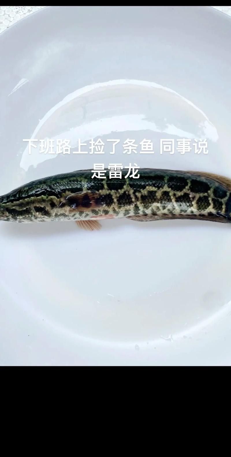 烏魚和龍魚區別圖片大全