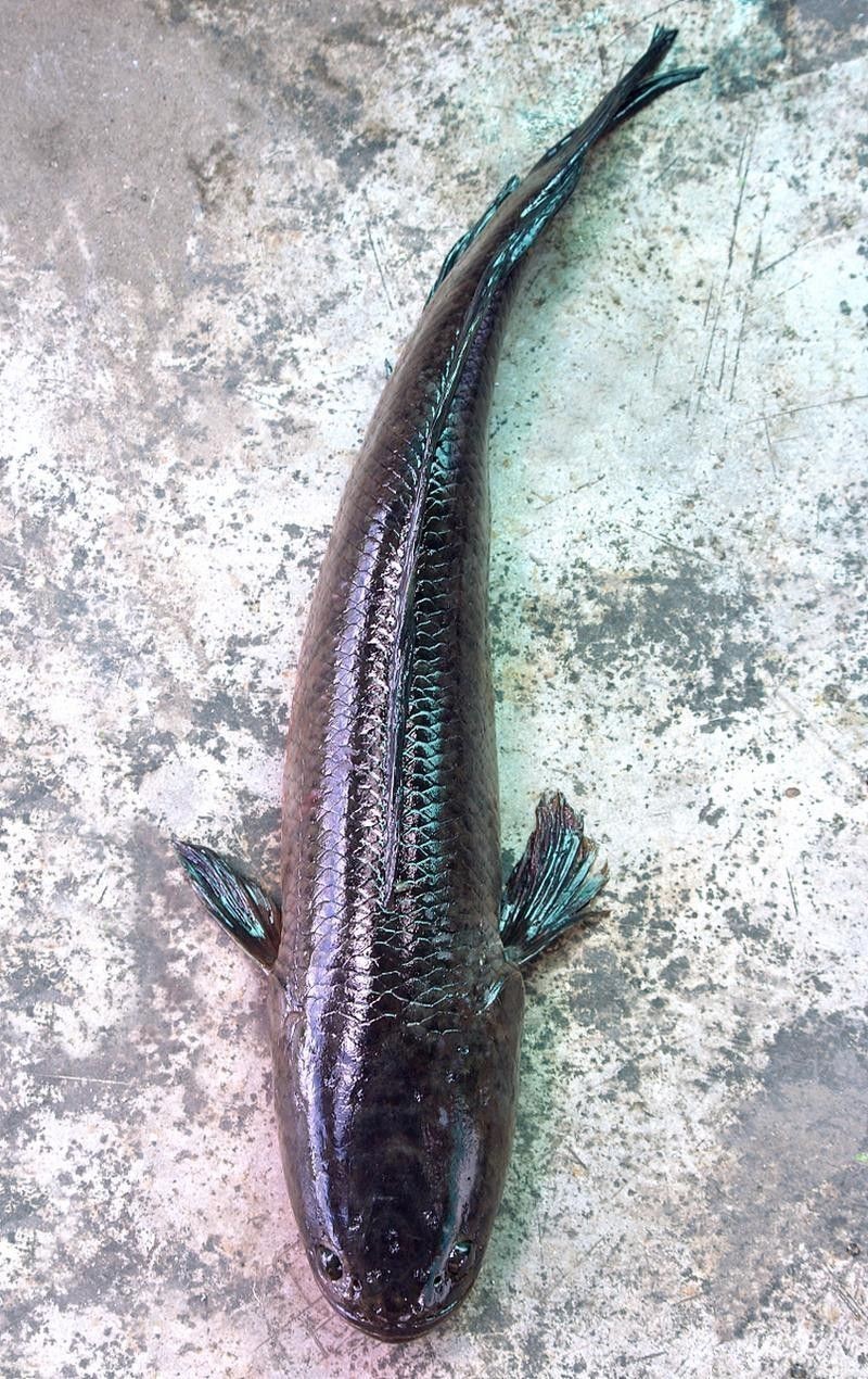 烏魚和龍魚區別圖片大全