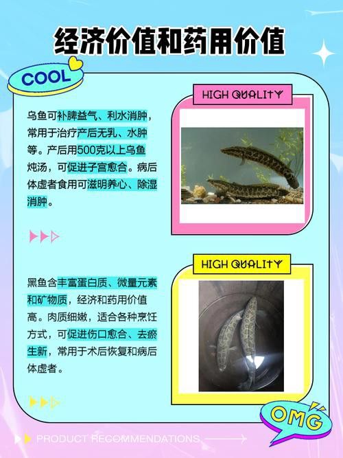 烏魚和龍魚區別圖片大全