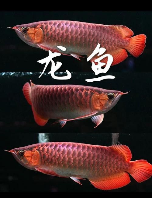 烏魚和龍魚區別圖片大全