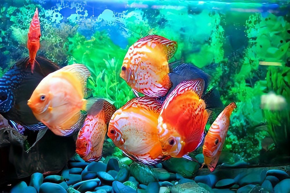 烏魚和龍魚區別圖片大全