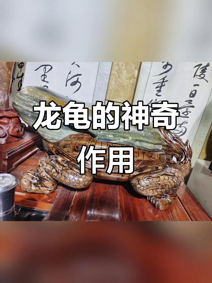 龍龜放魚缸里有什么好處