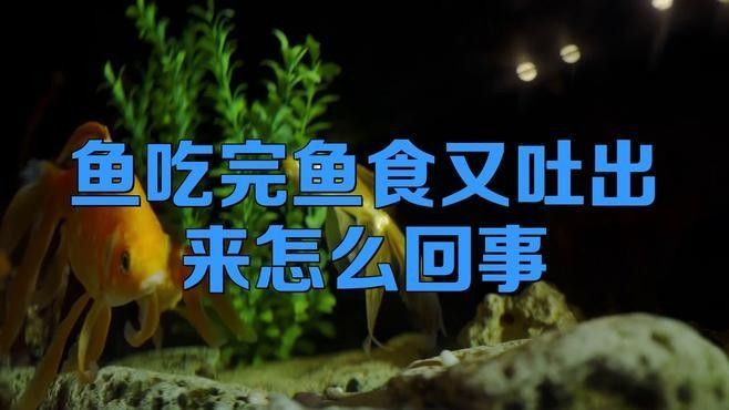 銀龍魚吃食又吐出來