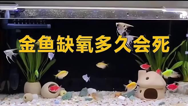缺氧后魚多久會死