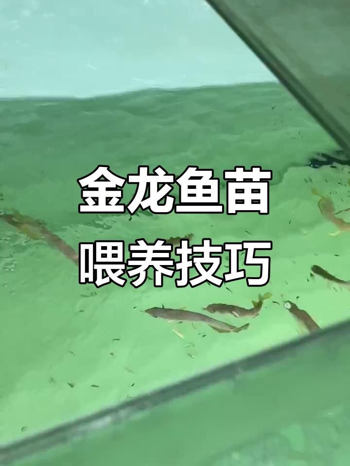 金龍魚幼崽的飼養難度大嗎？