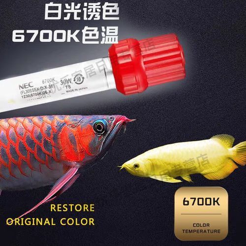 金龍魚燈管哪個好用