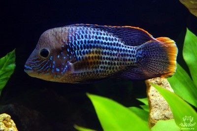 紅尾皇冠魚和龍魚混養可以嗎：紅尾皇冠魚和龍魚可以混合飼養嗎