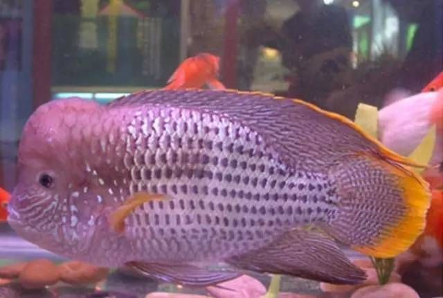 紅尾皇冠魚和龍魚混養可以嗎：紅尾皇冠魚和龍魚可以混合飼養嗎