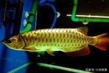 龍魚的風水說法