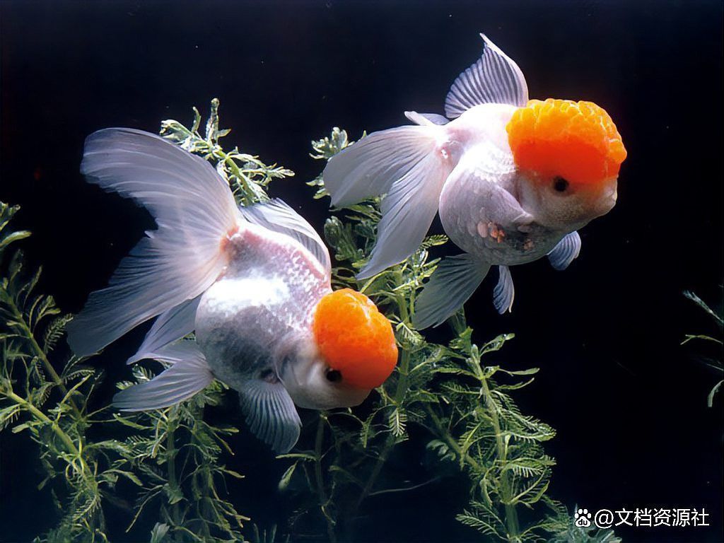哪種藥物對龍魚傷口恢復最有效？