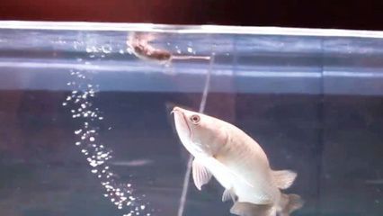 龍魚吃老鼠有什么好處：龍魚吃老鼠有什么好處嗎？