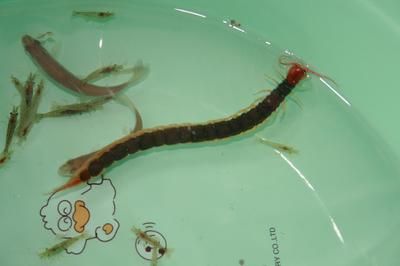 龍魚吃老鼠有什么好處：龍魚吃老鼠有什么好處嗎？