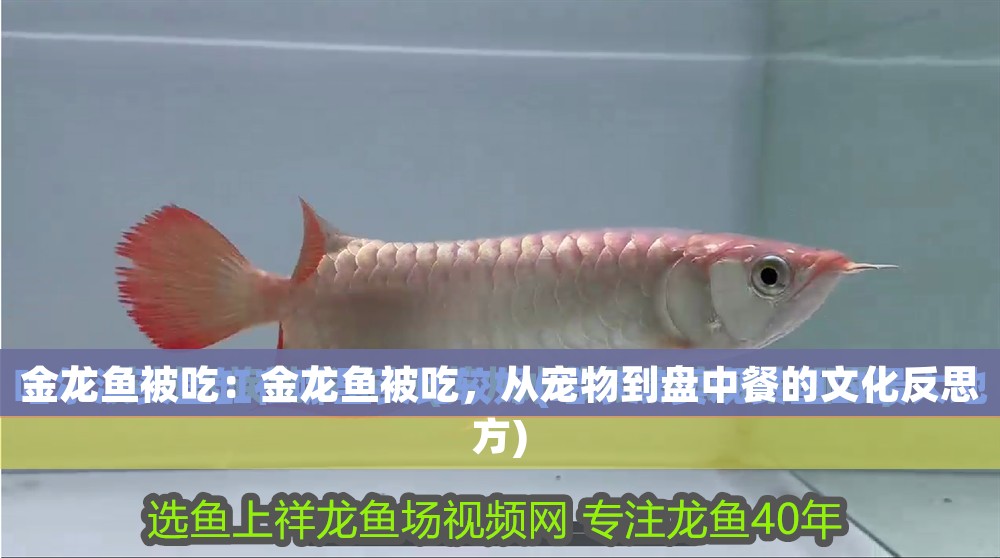 金龍魚被吃：金龍魚被吃，從寵物到盤中餐的文化反思
