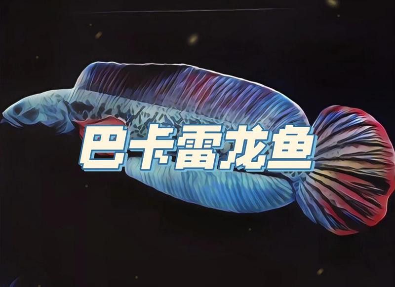 巴卡雷龍魚需要加溫嗎