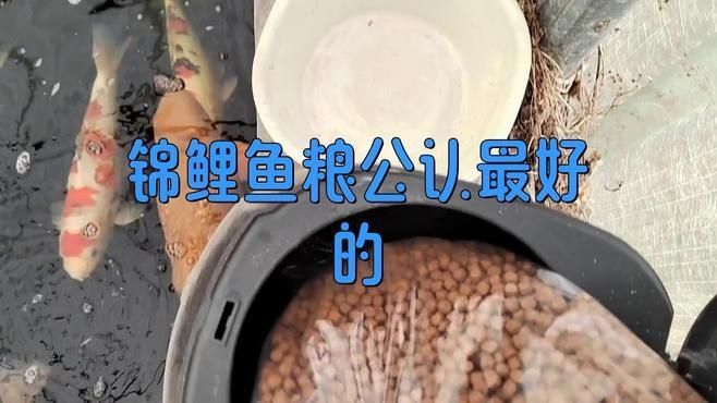 錦鯉魚糧用哪個牌子好