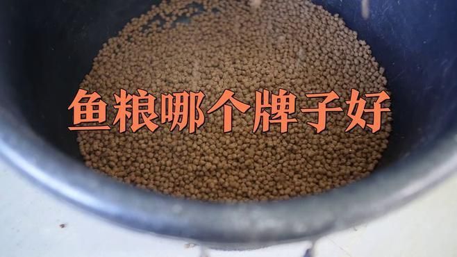 錦鯉魚糧用哪個牌子好