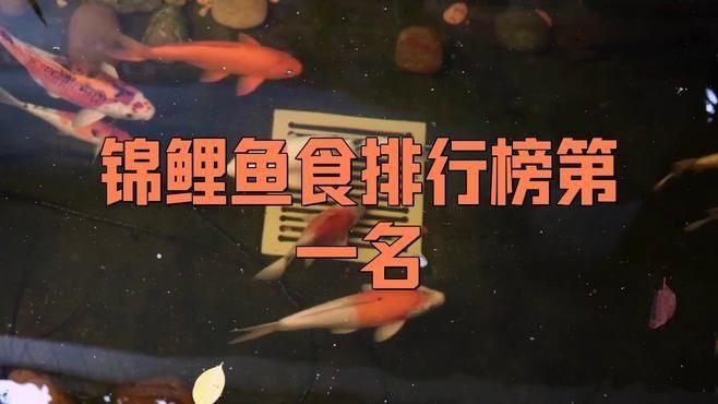 錦鯉魚糧用哪個牌子好