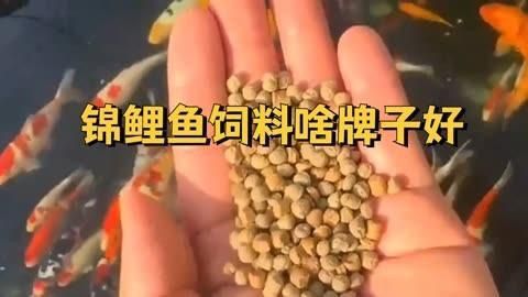 錦鯉魚糧用哪個牌子好