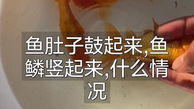 紅龍魚立鱗病有哪些早期癥狀