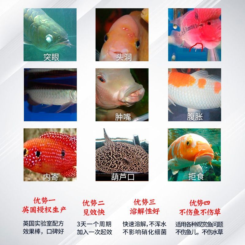 龍魚用大白片后多久換水一次：龍魚使用大白片后多久換水一次