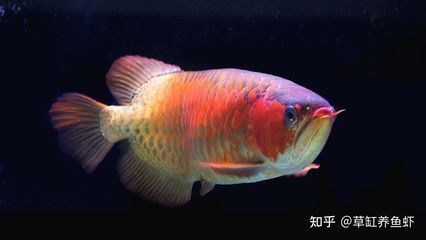 皇冠魚和龍魚混養可以嗎：皇冠魚和龍魚可以混養嗎