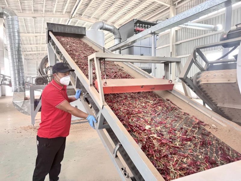 庫爾勒產(chǎn)區(qū)紅龍23的產(chǎn)量如何？